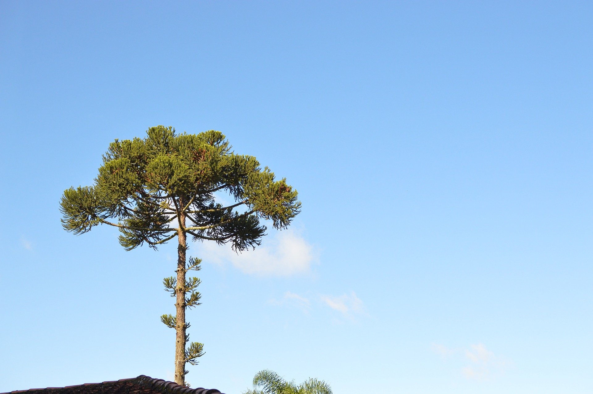 araucária curitiba